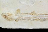 Cretaceous Fossil Shark (Pararhinchodon) - With Pos/Neg #107614-6